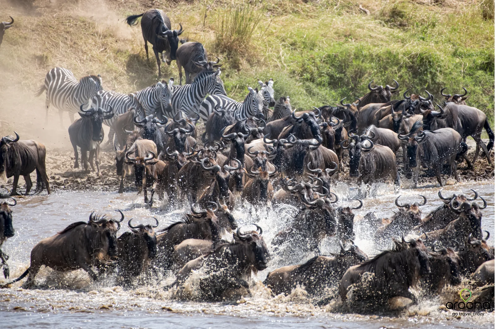 Kenya — The Great Migration Season